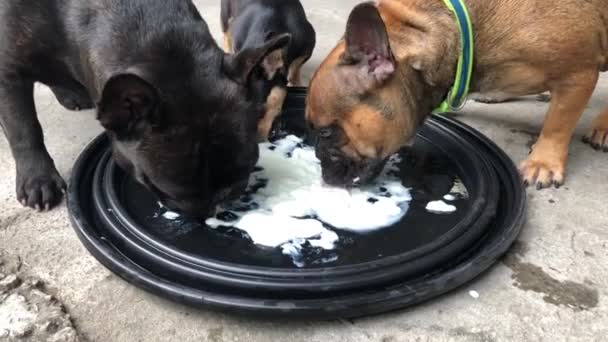 Niedliche Hunde Essen Saure Sahne Vom Teller — Stockvideo