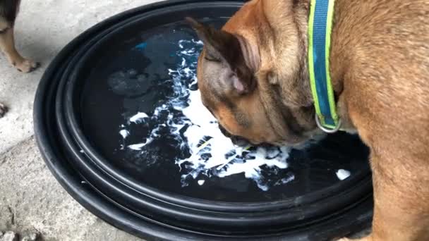 Chiens mignons mangeant de la crème sure de la plaque 