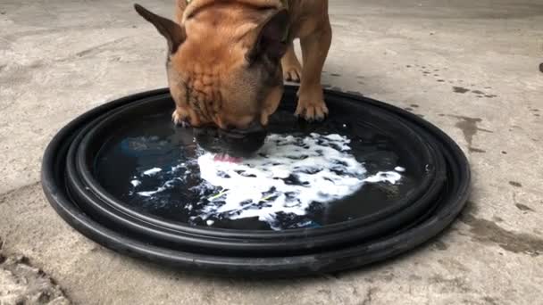 Lindos Perros Comiendo Crema Agria Plato — Vídeo de stock