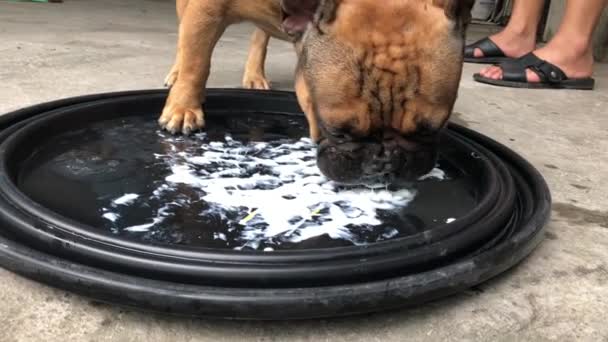 Söt Fransk Bulldog Som Äter Gräddfil — Stockvideo