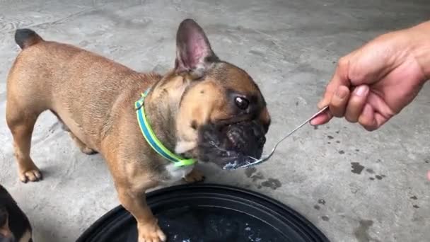 プレートからサワークリームを食べるかわいい犬 — ストック動画