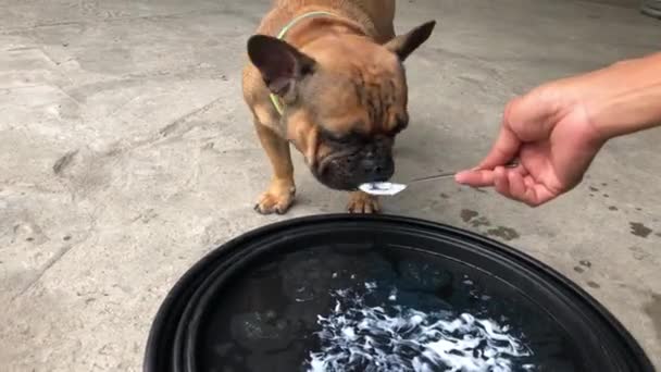 Bulldog Francês Bonito Comer Creme Leite — Vídeo de Stock