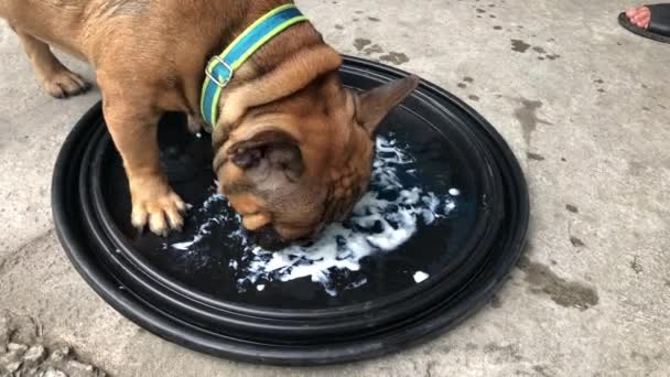 Bulldog Francês Bonito Comer Creme Leite — Vídeo de Stock