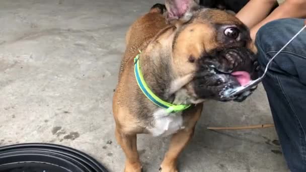 Bulldog Francês Bonito Comer Creme Leite — Vídeo de Stock