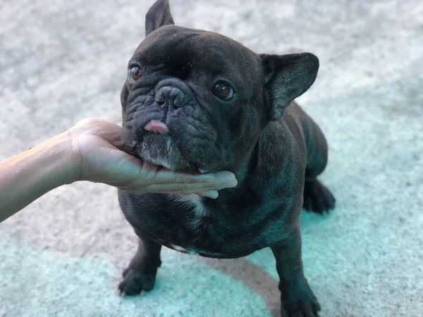 Evdeki Sevimli Fransız Bulldog Portresi — Stok fotoğraf