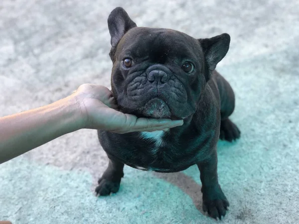 Portrait Cute French Bulldog Home — Stock Photo, Image