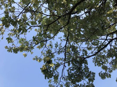 branches of tree against sky, selective focus