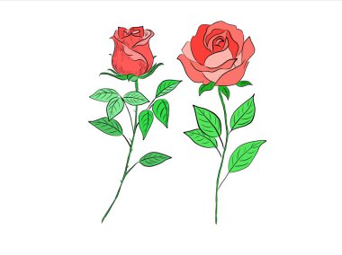 hand drawn sketch of a beautiful roses