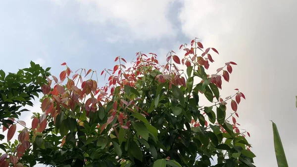 Schöne Rote Blumen Gegen Den Himmel — Stockfoto