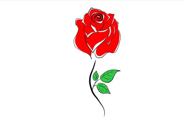 Червона Троянда Білому Тлі — стокове фото