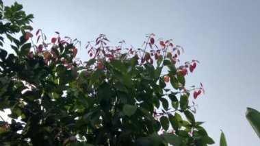 Güzel genç tarçın bitkisel bahçesinde yetişiyor. Tropik botanik ağaçları. Çoklu yapraklara yakın..