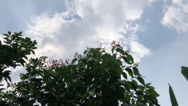 Lindas Folhas Jovens Canela Crescem Jardim Botânico Ervas Árvores Botânicas — Vídeo de Stock