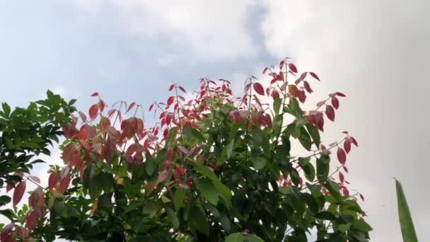 Gyönyörű Fiatal Fahéj Levelek Növekedését Gyógynövény Botanikus Kertben Trópusi Botanikai — Stock videók