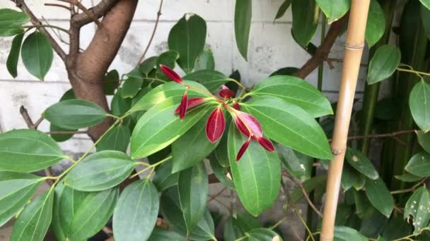 Schöne Junge Zimtblätter Wachstum Kraut Botanischen Garden Tropical Botanical Trees — Stockvideo