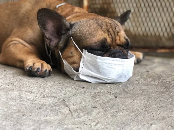 Hijyen maskesi takmış, yerde uzanmış sevimli bir köpek yavrusu, seçici bir odak noktası..