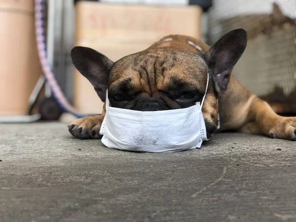 Hijyen maskesi takmış, yerde uzanmış sevimli bir köpek yavrusu, seçici bir odak noktası..
