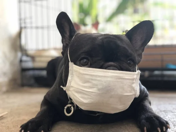Hijyen maskesi takmış, yerde uzanmış sevimli bir köpek yavrusu, seçici bir odak noktası..