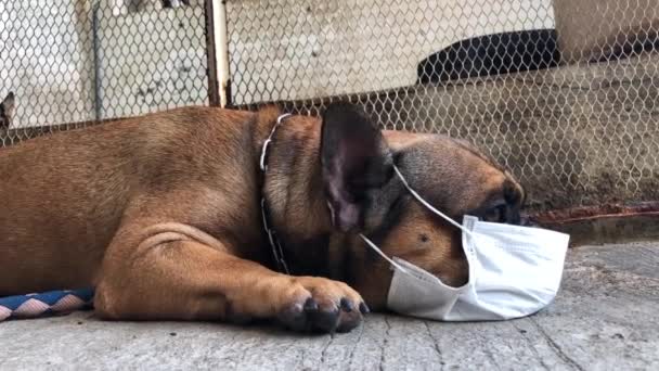 Schattige Franse Bulldog Puppy Met Hygiënemasker Liggend Vloer Schattige Hond — Stockvideo