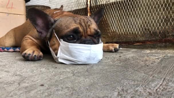 Schattige Franse Bulldog Puppy Met Hygiënemasker Liggend Vloer Schattige Hond — Stockvideo