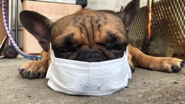 Adorable Bulldog Francés Cachorro Con Máscara Higiene Acostado Suelo Lindo — Vídeo de stock