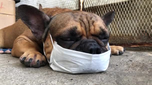 Entzückender Französischer Bulldoggen Welpe Mit Hygienemaske Und Auf Dem Boden — Stockvideo