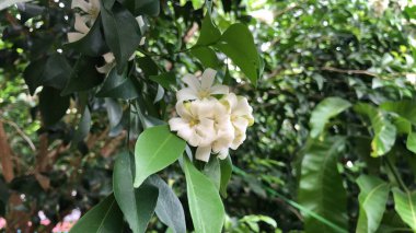 Botanik bahçesinde yetişen 