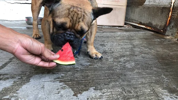 Perro Toro Francés Respetable Perro Chihuahua Comiendo Sandía Fresca Fruta — Foto de Stock