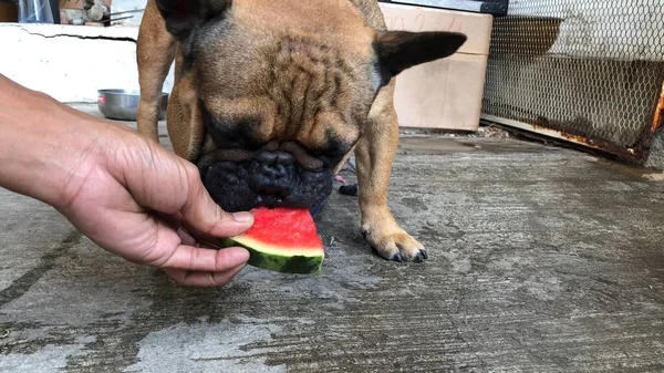 Adorable French bulldog and Chihuahua dog eating fresh watermelon, chilled fruit for cool down,cute dog.