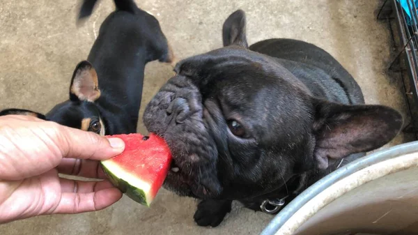 Adorable French bulldog and Chihuahua dog eating fresh watermelon, chilled fruit for cool down,cute dog.