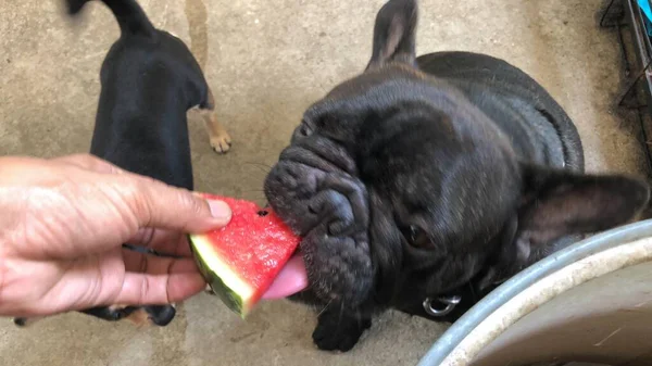 Sevimli Fransız bulldog 'u ve taze karpuz yiyen Chihuahua köpeği, serinlemek için soğuk meyve, şirin köpek..