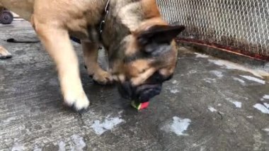 Sevimli Fransız bulldog 'u ve taze karpuz yiyen Chihuahua köpeği, serinlemek için soğuk meyve, şirin köpek..