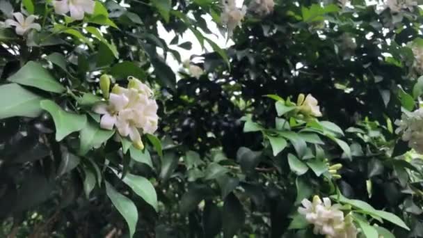 Botanik Bahçesinde Yetişen Murraya Paniculata Adlı Bitkilerin Güzel Yeşil Yaprakları — Stok video