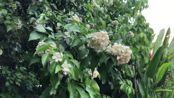 Krásné Zelené Listy Rostlin Názvem Murraya Paniculata Růst Botanické Zahradě — Stock video