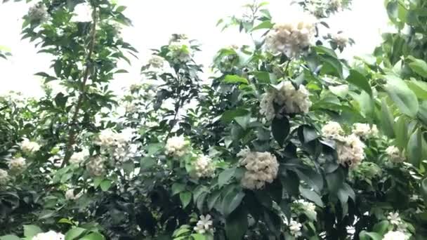 Hermosas Hojas Verdes Plantas Llamadas Murraya Paniculata Crecimiento Jardín Botánico — Vídeos de Stock