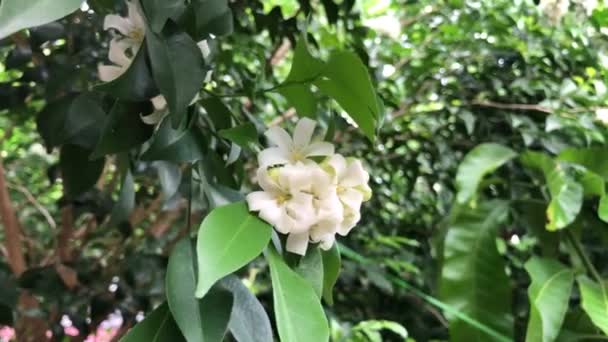 Gyönyörű Zöld Levelek Növények Nevű Murraya Paniculata Növekedése Botanikus Kertben — Stock videók