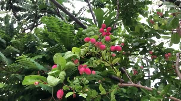 Frisches Carunda Oder Karonda Fruchtwachstum Auf Dem Astbaum Biologischen Botanischen — Stockvideo