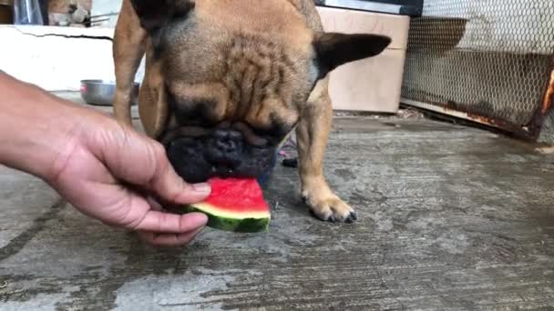 Adorável Bulldog Francês Chihuahua Cão Comendo Melancia Fresca Frutas Geladas — Vídeo de Stock