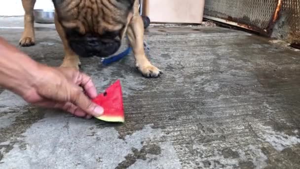 Entzückende Französische Bulldogge Und Chihuahua Hund Essen Frische Wassermelone Gekühltes — Stockvideo