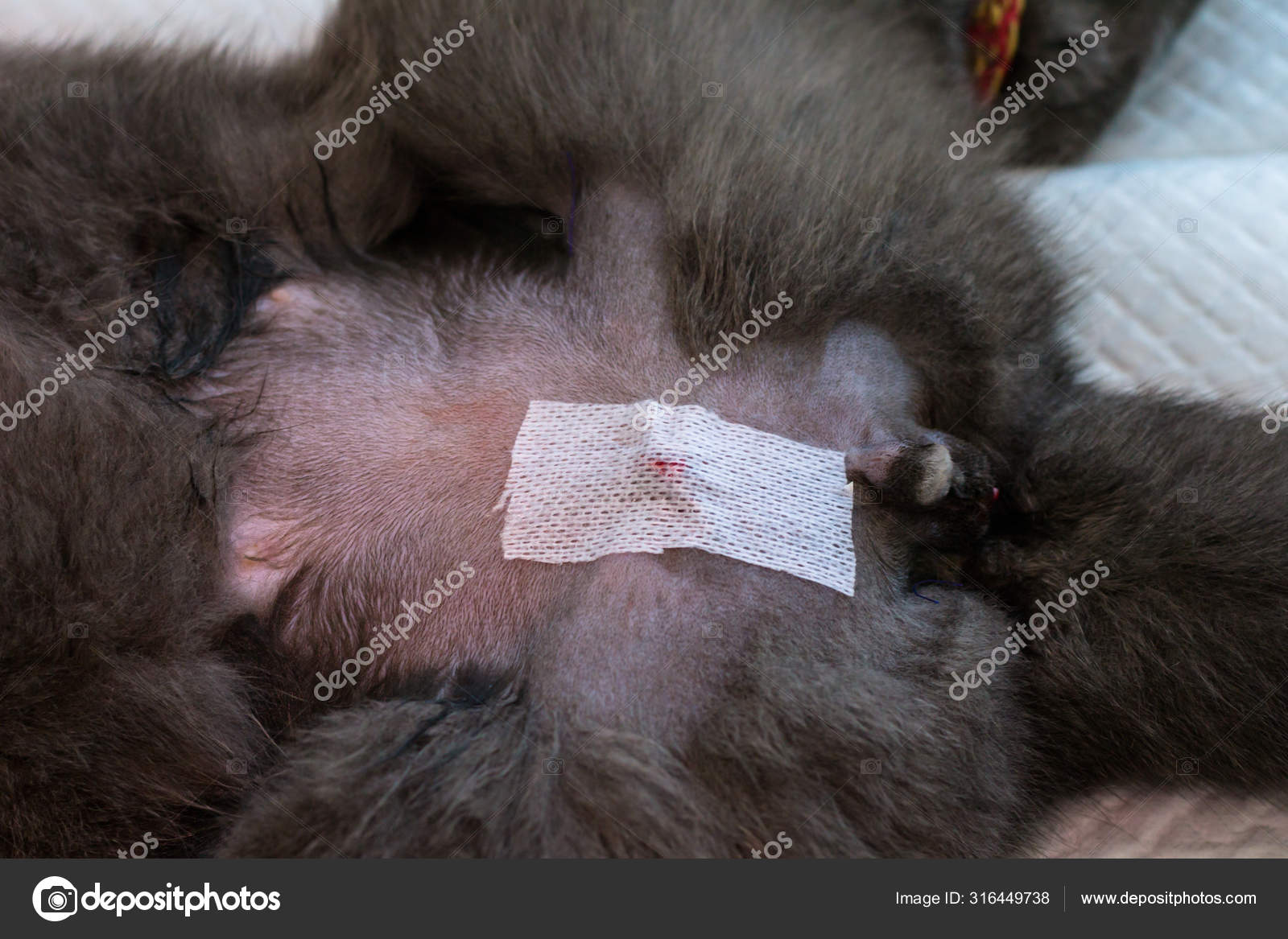 Castration Chat Images Libres De Droit Photos De Castration Chat Depositphotos