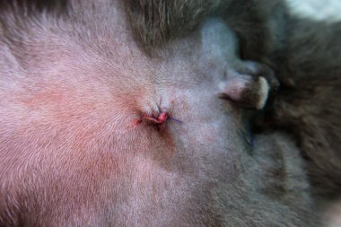 Erişkin erkek kedi kısırlaştırması kriptorkidizm ile