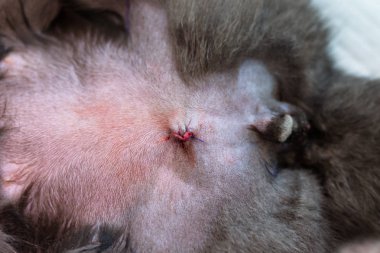 Erişkin erkek kedi kısırlaştırması kriptorkidizm ile