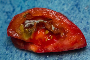 Mantarlı bir domatesin yakın plan fotoğrafı.