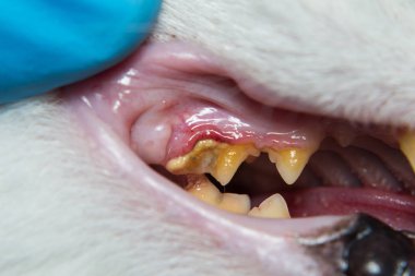 Dişeti iltihabı ve diş eti retraksiyonu olan evcil bir kedi. Bakteriyel plaqu