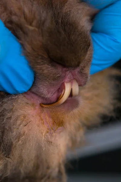 수의사 병원에서 이빨 이무성하게 자란 토끼 — 스톡 사진