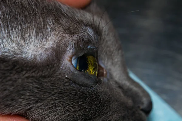 Córnea deshidratada de un gato sedado — Foto de Stock