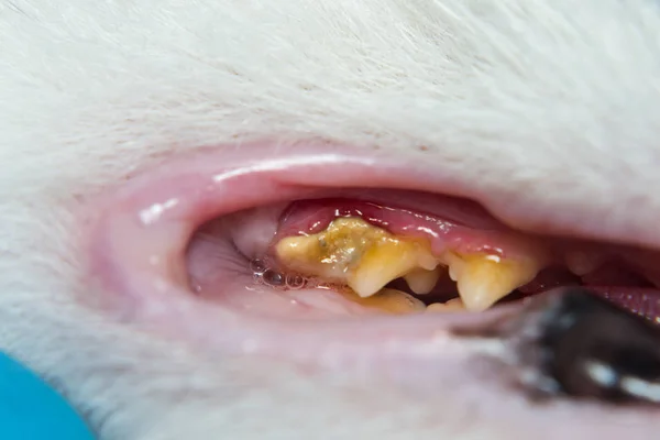 Gato doméstico con gingivitis y retracción de las encías. Plaqu bacteriana — Foto de Stock