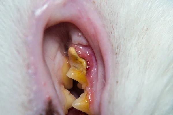 Gato doméstico con gingivitis y retracción de las encías. Plaqu bacteriana — Foto de Stock