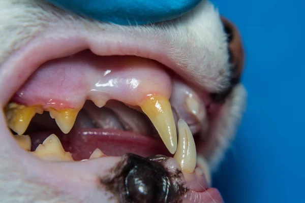 Gato doméstico con gingivitis y retracción de las encías. Plaqu bacteriana — Foto de Stock