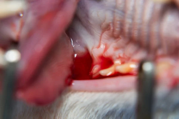 La boca de un gato con sangre después de la escisión. Retracción de las encías — Foto de Stock