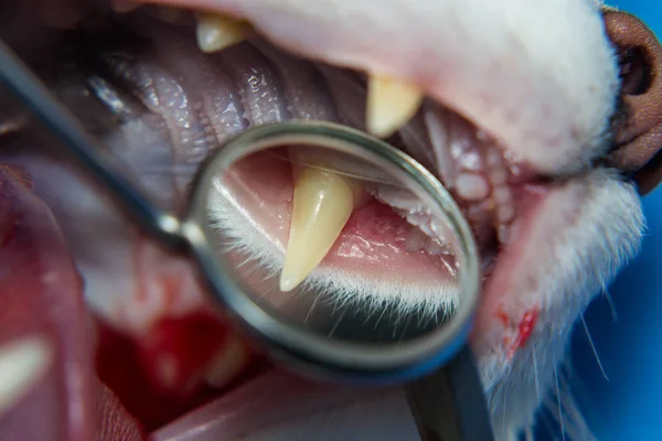 Untersuchung der Zähne einer Katze mit dem Zahnarztspiegel — Stockfoto